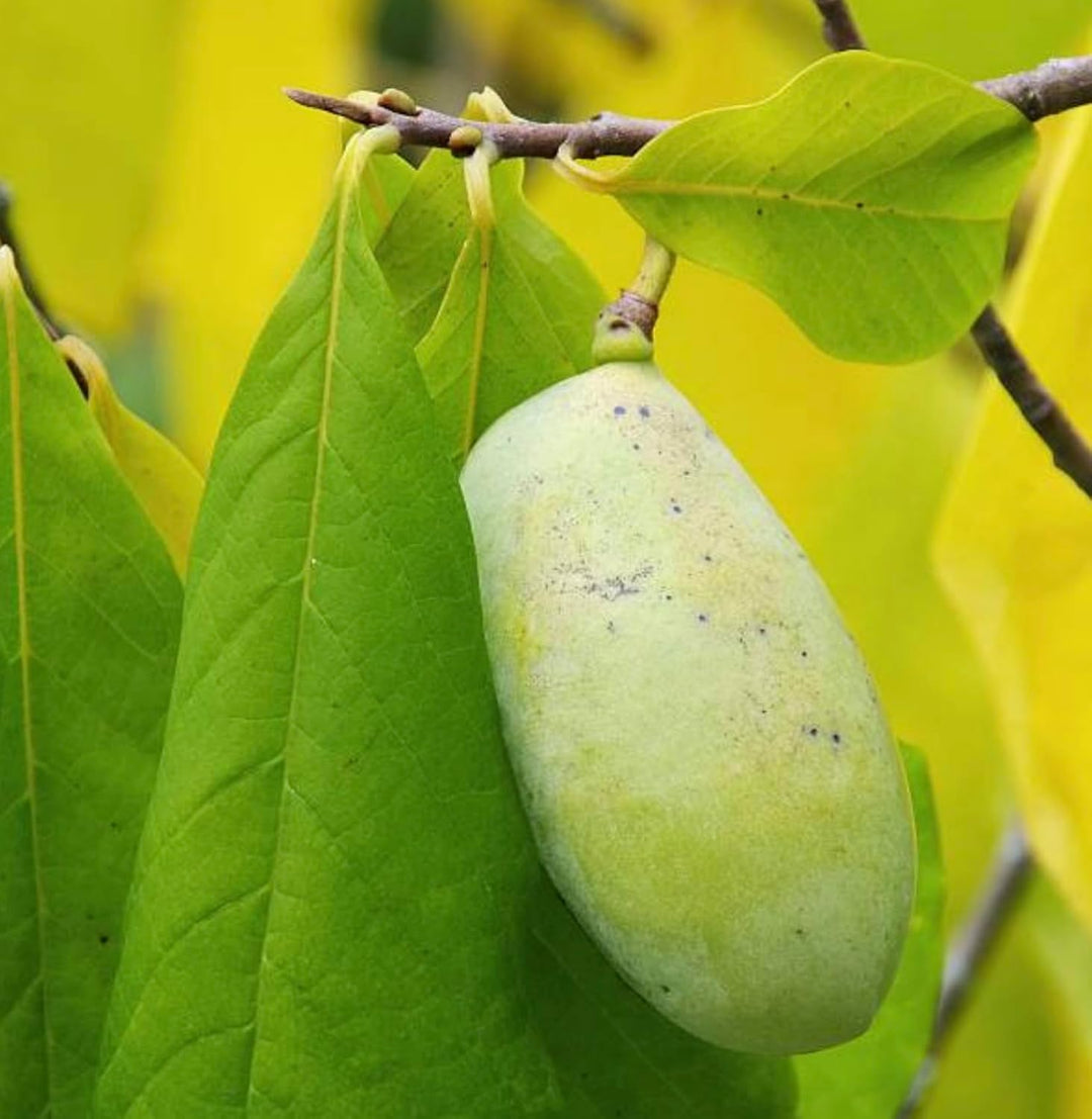 Grüne Papaya Samen – Alte Sorte, gentechnikfrei, hohe Keimfähigkeit, Bio-Gartensamen