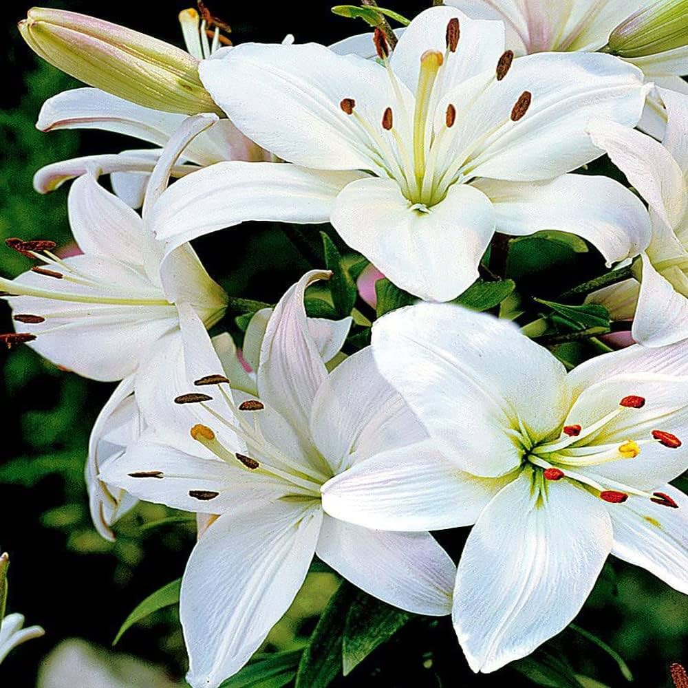 lily lilium flower seeds