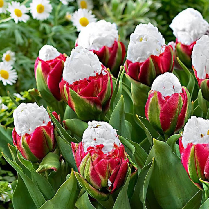 Tulip Bulbs for Planting Seeds for Planting