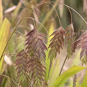 chasmanthium latifolium flower seeds