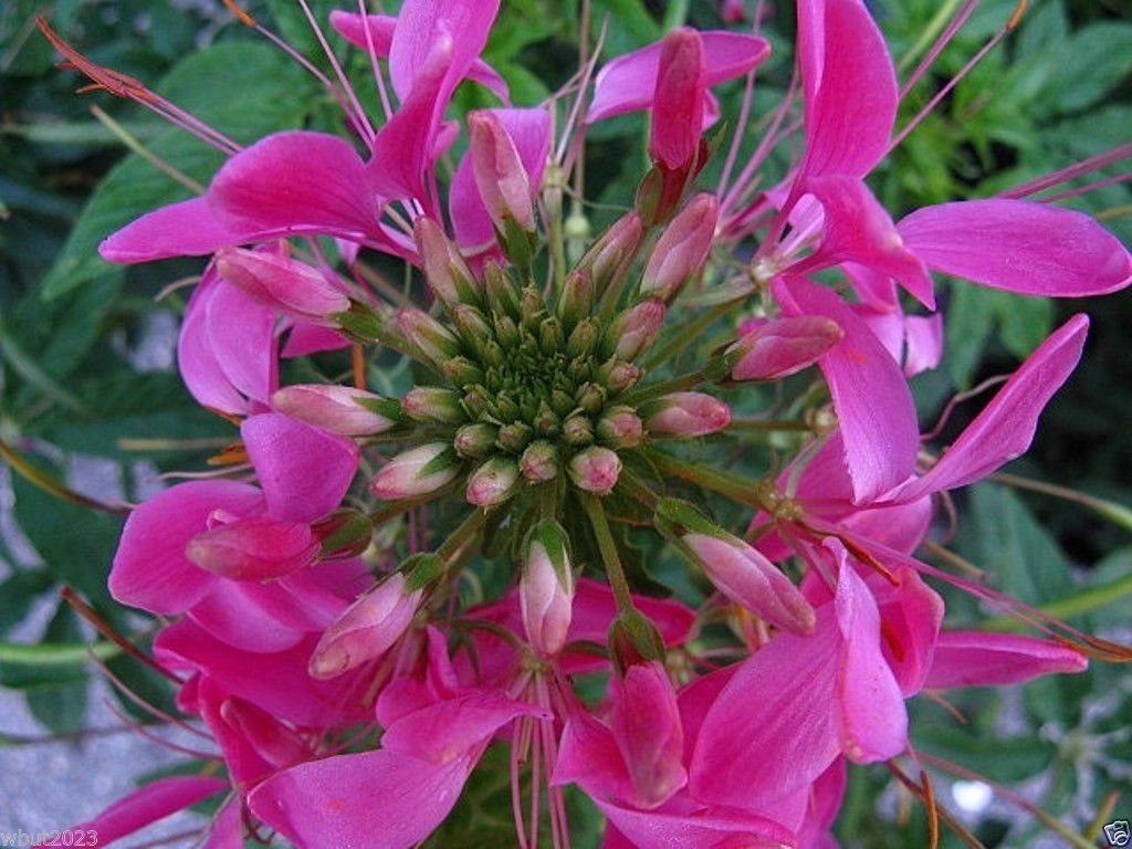 cleome rose flower seeds