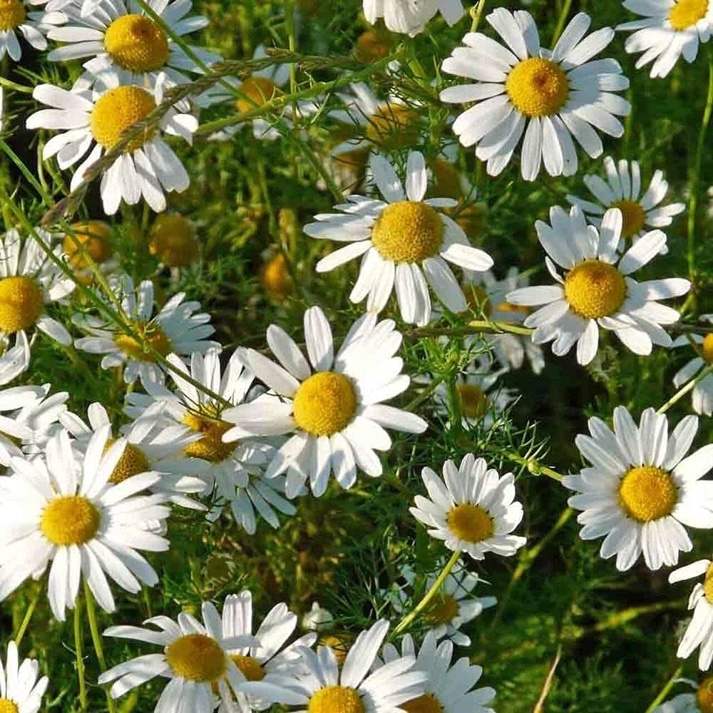Camomile Flower Seeds White – Heirloom, Non-GMO, High Germination Seeds for Planting