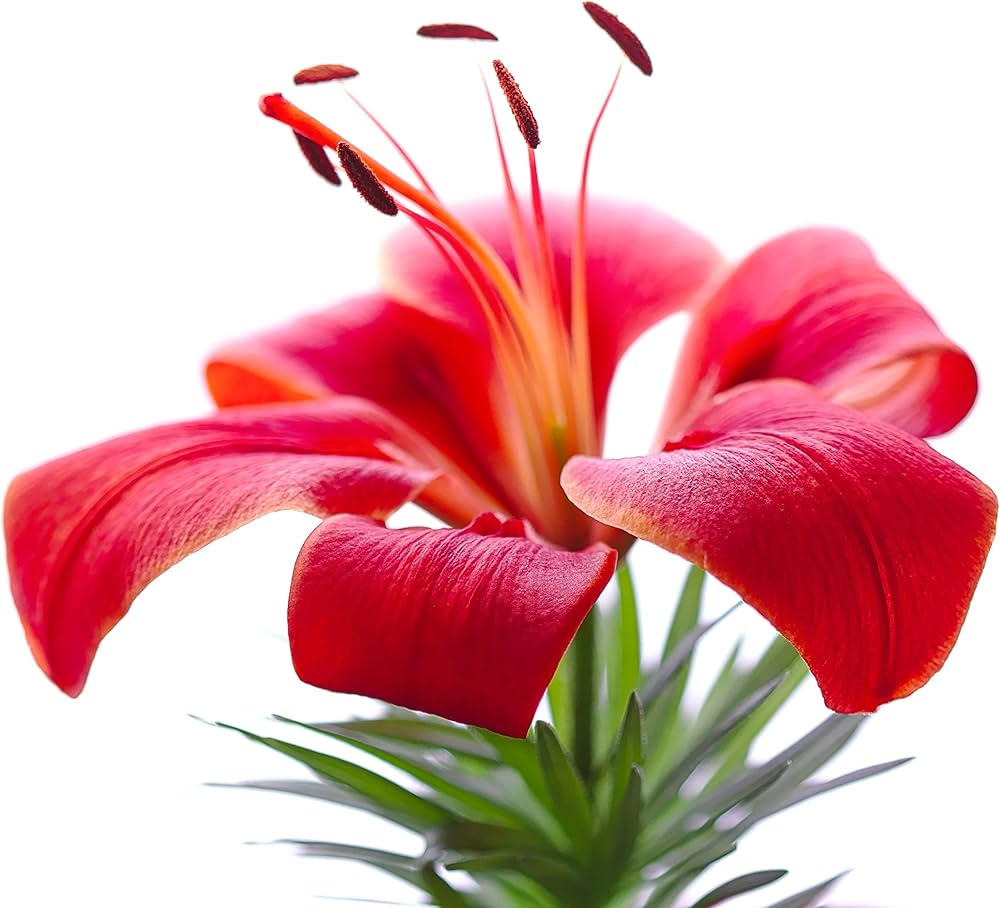 lily for flower seeds