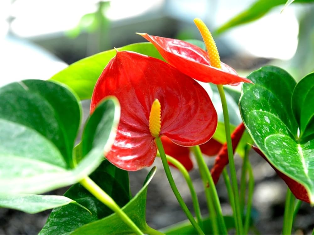 anthurium flower flower seeds