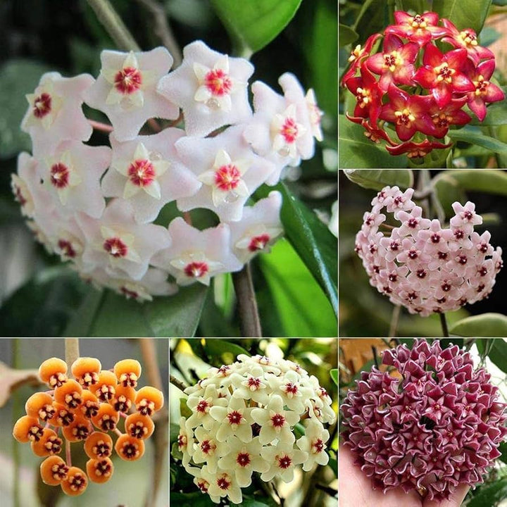 Mixed Hoya Flower Seeds – Heirloom, Non-GMO, High Germination Seeds