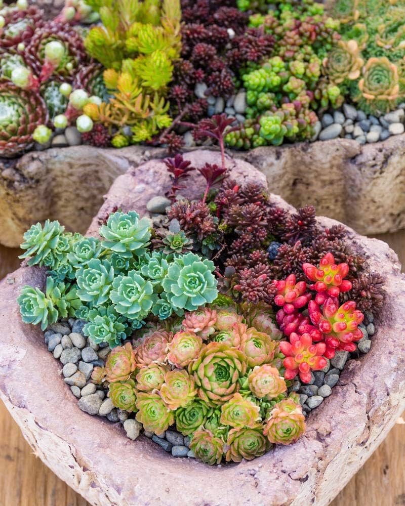 Mixed Sedum Flower Seeds – Heirloom, Non-GMO, High Germination Seeds