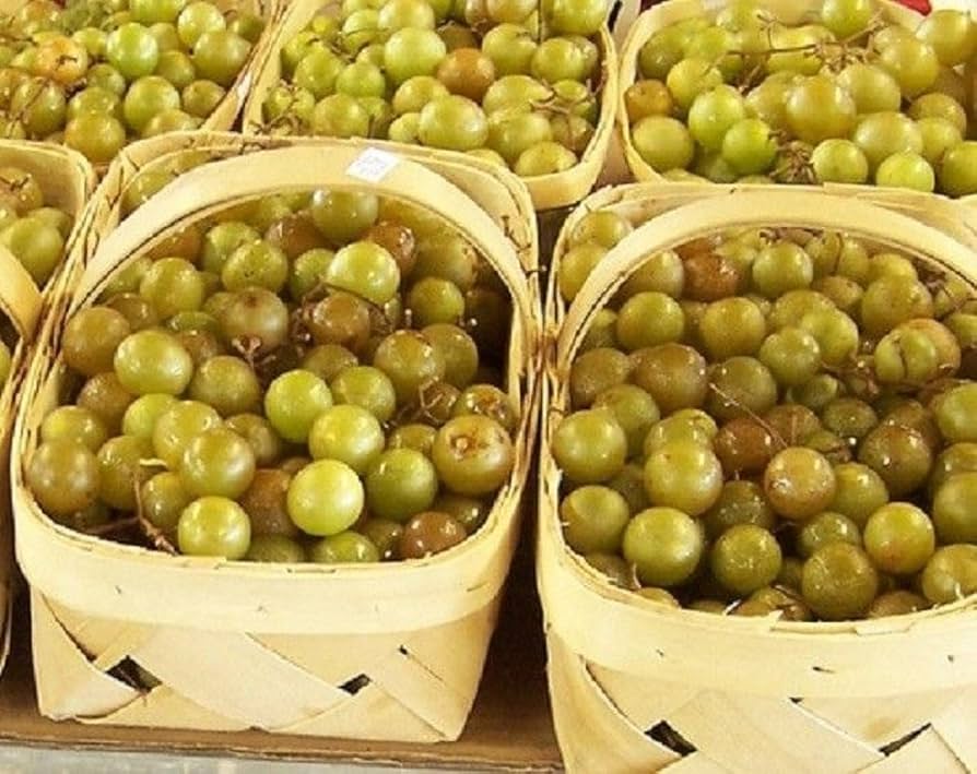 White Giant Scuppernong Muscadine Fruit Seeds for Planting