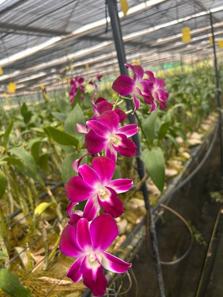 Dendrobium Orchid Flower Seeds Heirloom Non-GMO High Germination Organic Garden Seeds for Planting