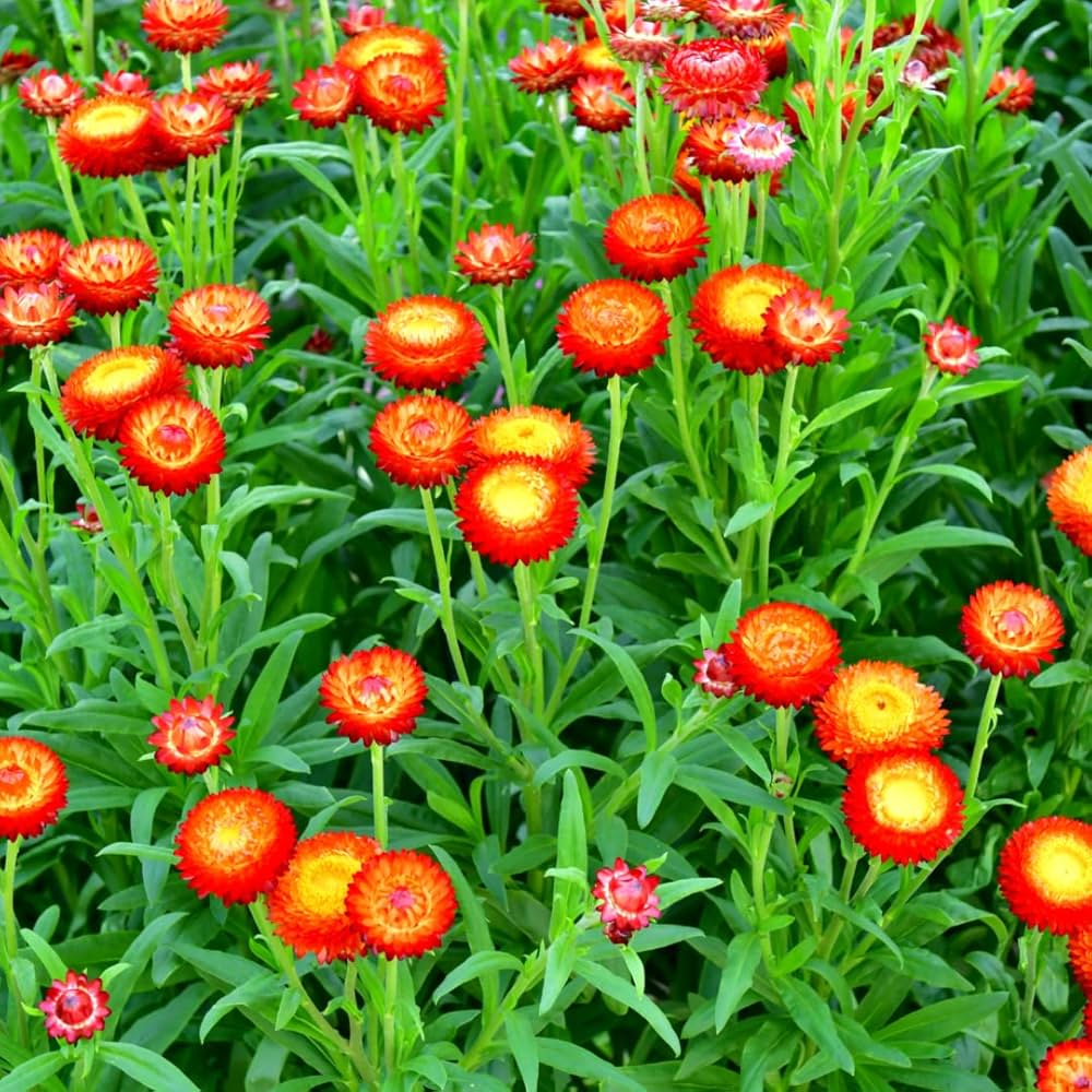 helichrysum bracteatum flower seeds