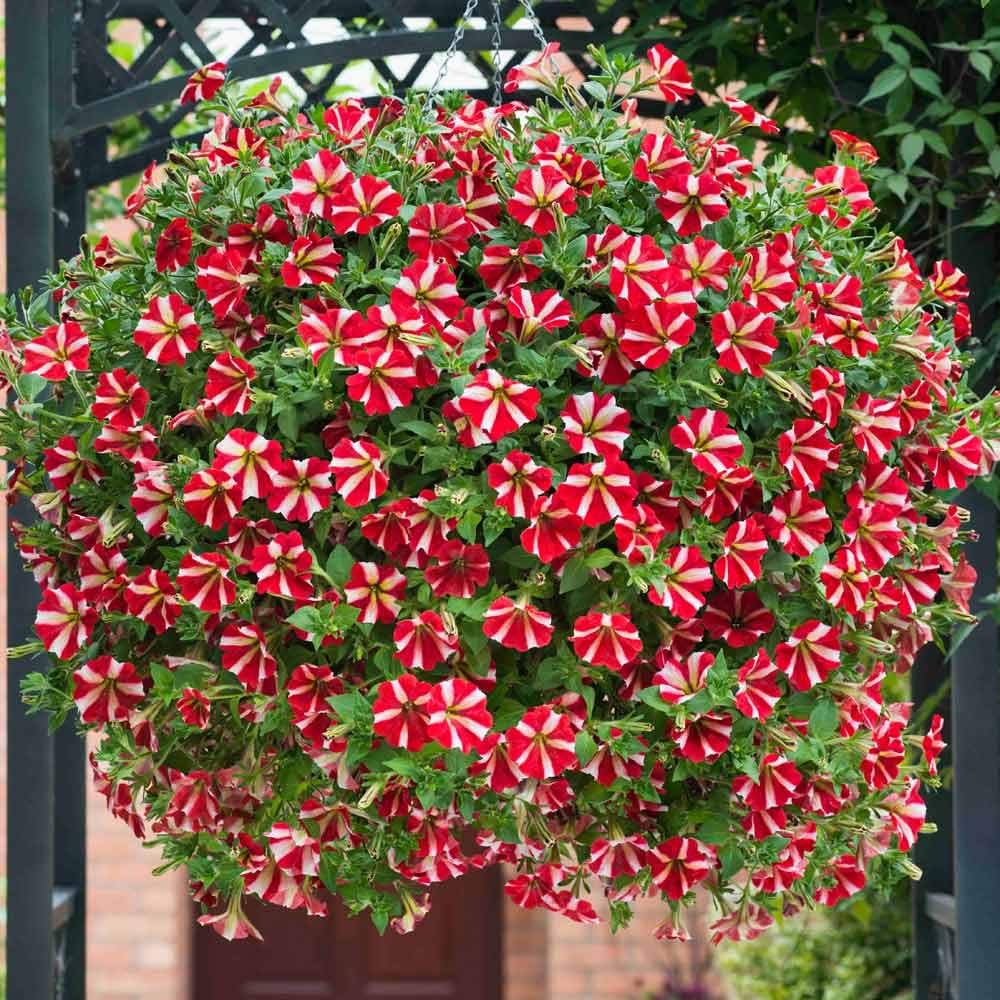 red pelletta flower seeds