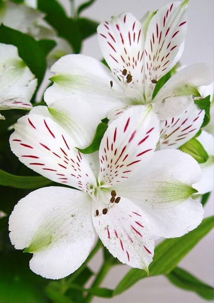 Giant Alstroemeria Flower Seeds White – Heirloom, Non-GMO, High Germination Seeds