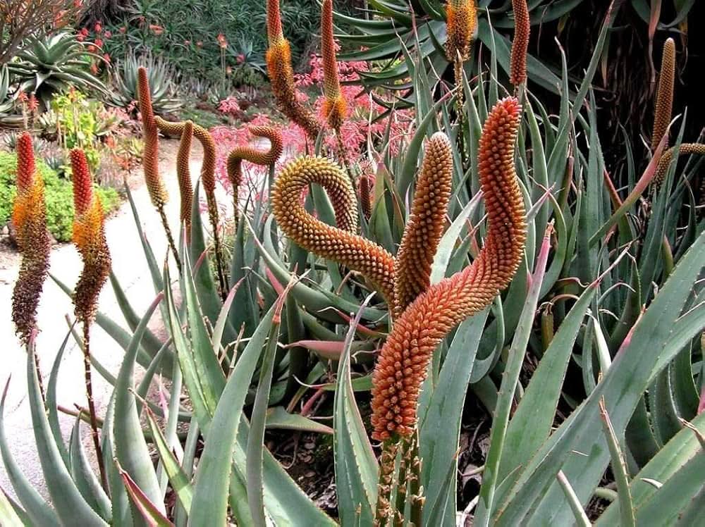 Aloe Vera herb seeds
