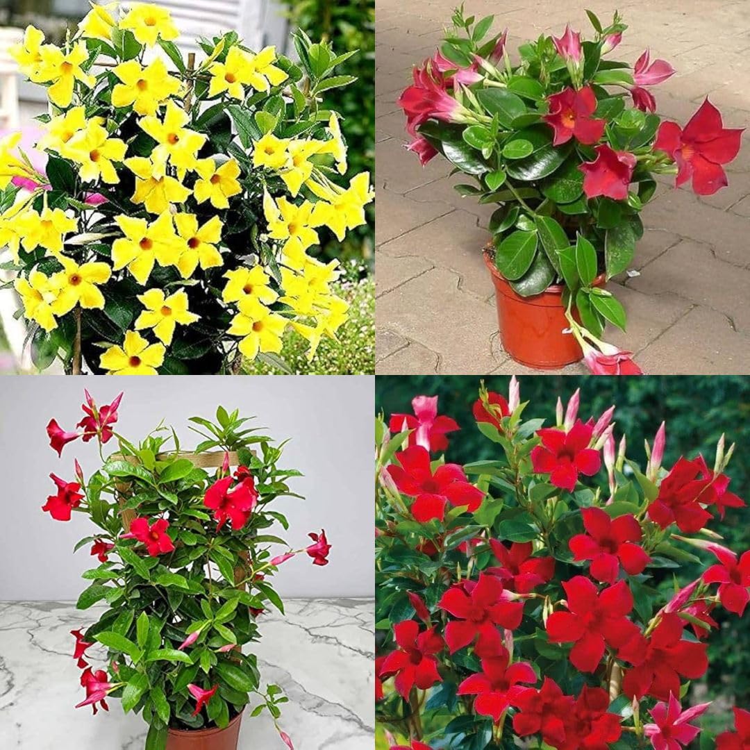 Mixed Mandevilla Flower Seeds – Heirloom, Non-GMO, High Germination Seeds