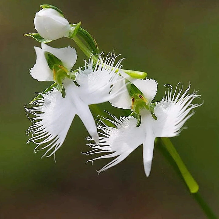 White Parrot Orchid Flower Seeds – Heirloom, Non-GMO, High Germination Seeds