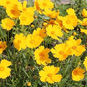 coreopsis plant flower seeds