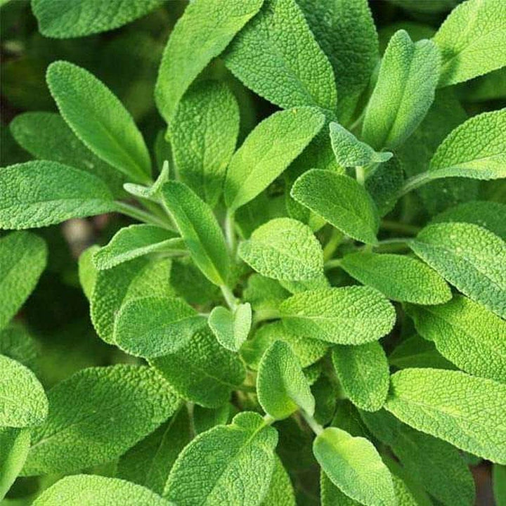 Green Sage Seeds for Planting – Heirloom Non-GMO, High Germination Organic Garden Seeds