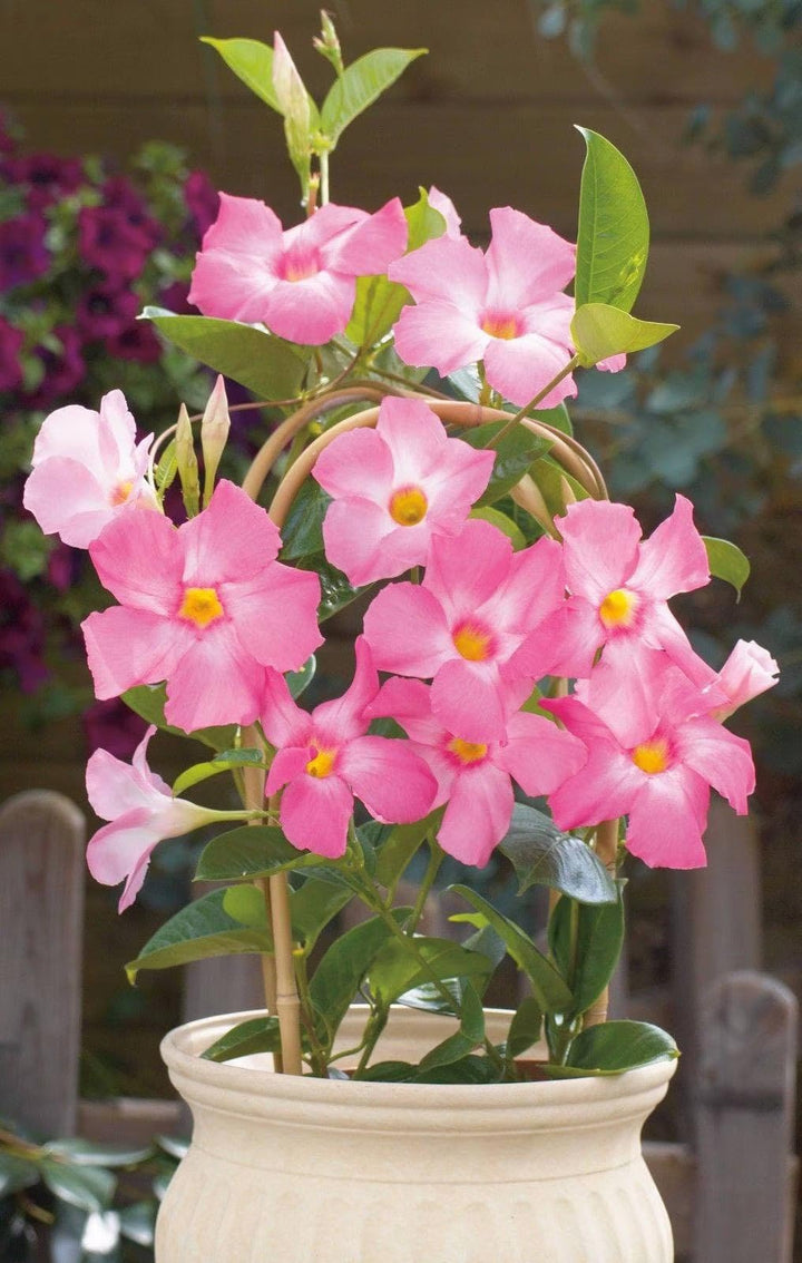 Pink Mandevilla Flower Seeds – Heirloom, Non-GMO, High Germination Seeds