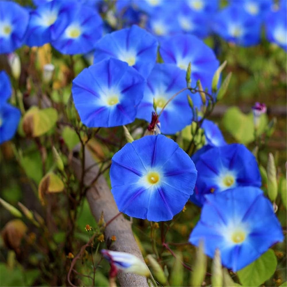 blue petunia flower seeds