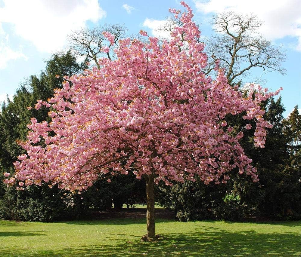japanese sakura flower seeds