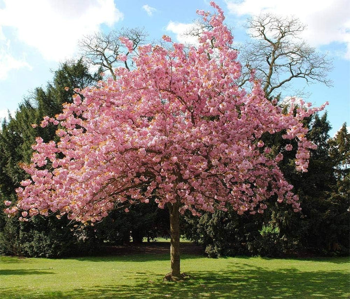 japanese sakura flower seeds