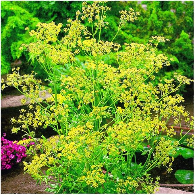 fragrant herb flower seeds