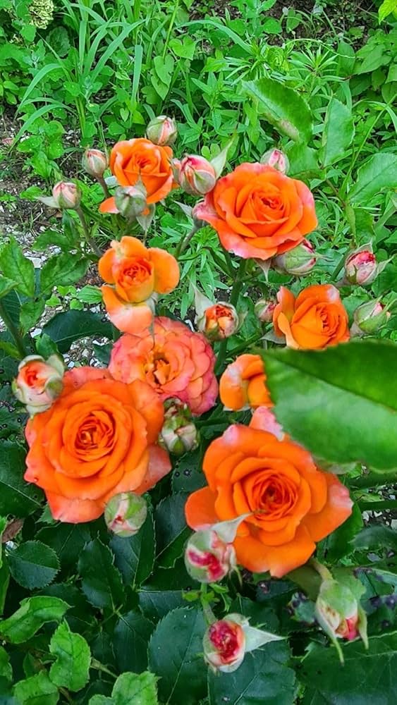 Giant Orange Rose Flower Seeds for Planting – Heirloom Non-GMO Seeds
