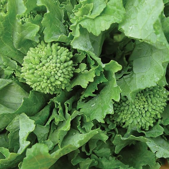 green broccoli flower seeds