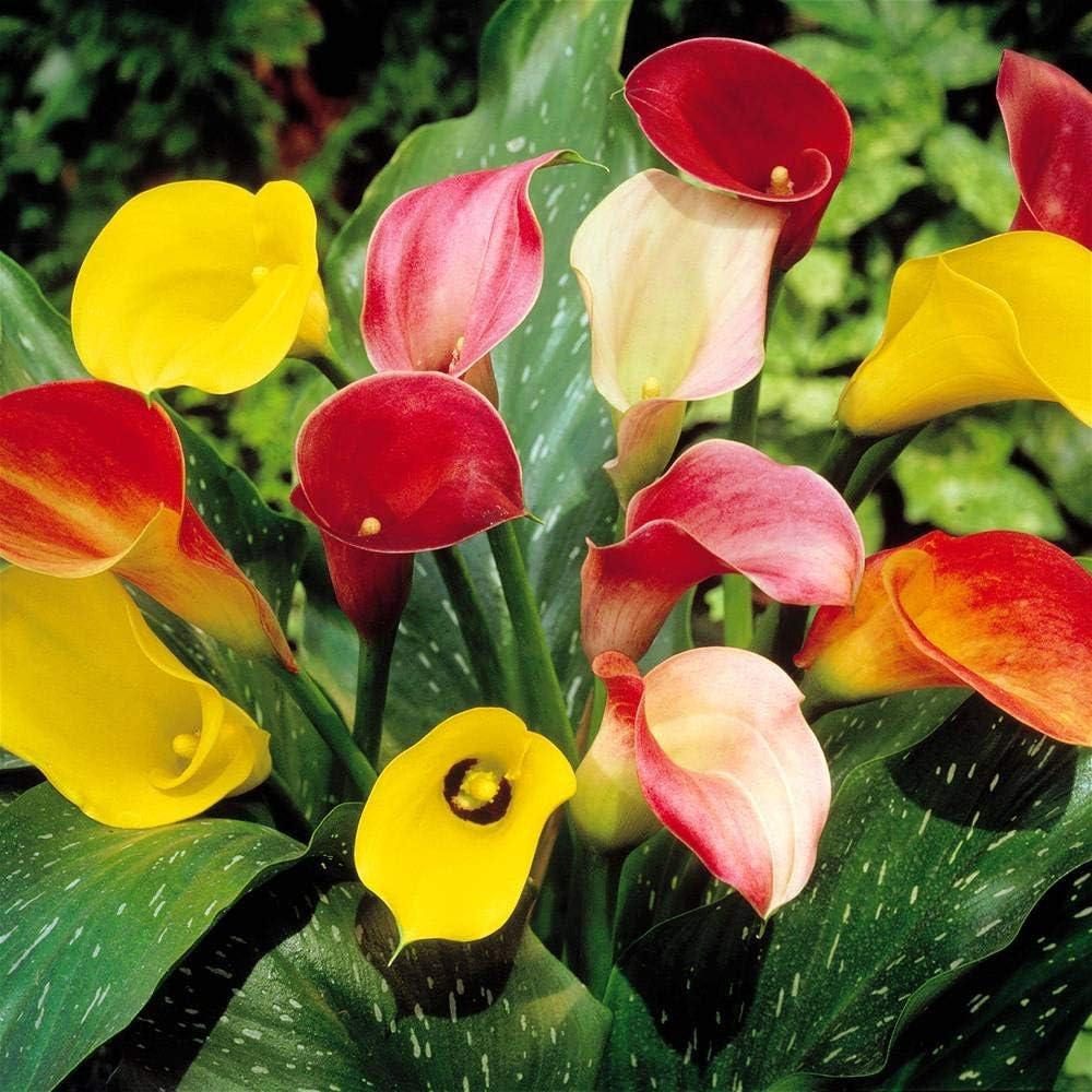 Calla Lilly Flower Seeds Mixed – Heirloom, Non-GMO, High Germination, Organic Garden Seeds