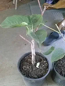 ficus religiosa flower seeds