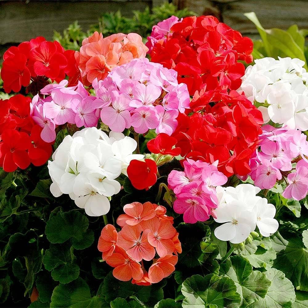 geranium flower flower seeds