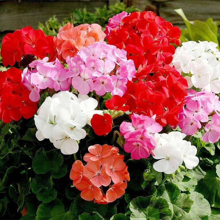Geranium Flower Seeds for Planting