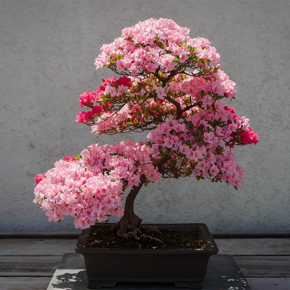 pink rare flower seeds