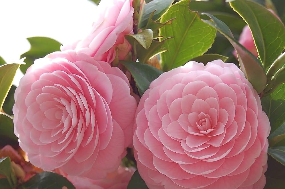 Camellia Flower Seeds Pink Perennial – Heirloom, Non-GMO, High Germination Organic Garden Seeds for Planting Seeds for Planting