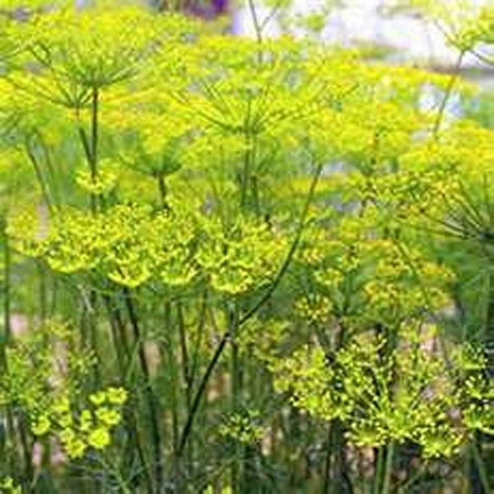 Florence Fennel Herb Seeds for Planting