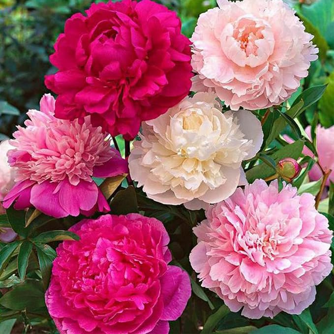 double flowering flower seeds