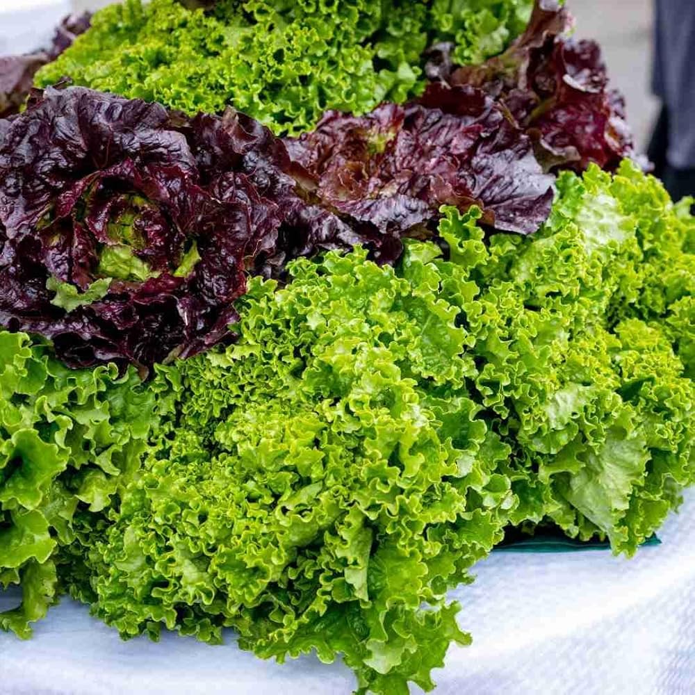 Mixed Salad herb seeds