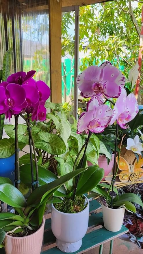 Orchid Flower Seeds Mixed – Heirloom, Non-GMO, High Germination Seeds
