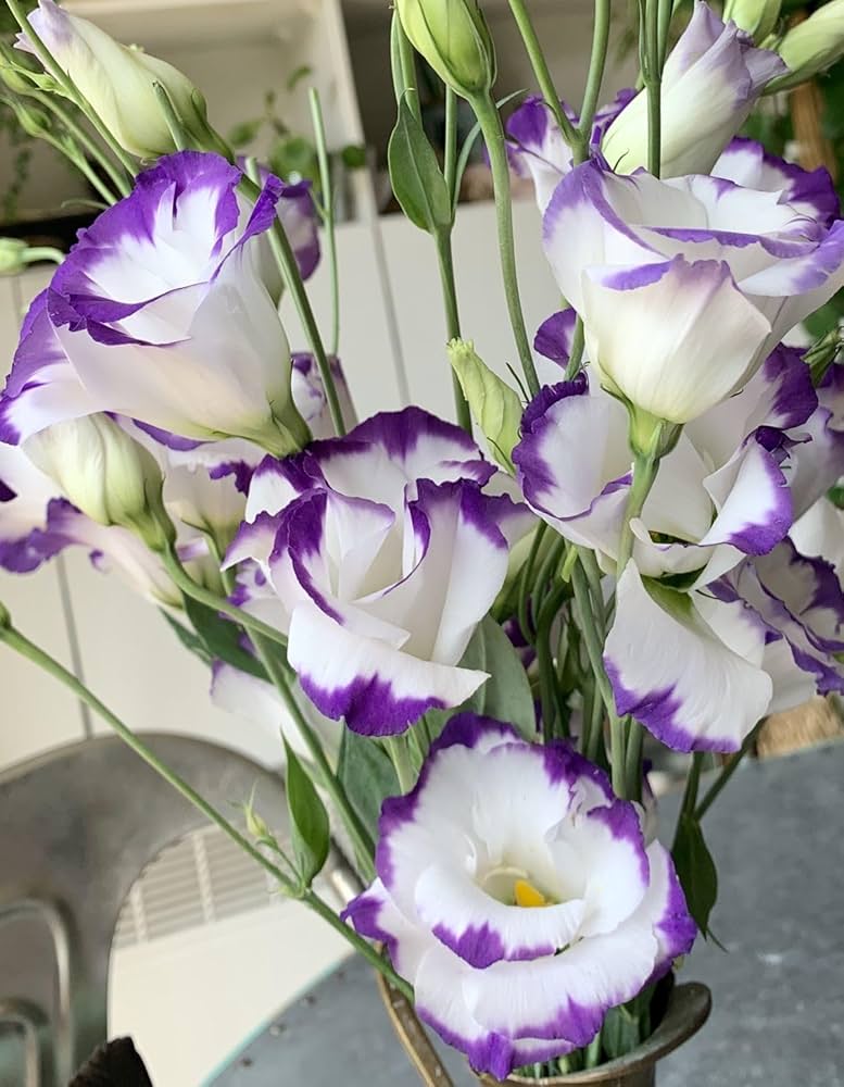 Semillas de flor de Lisianthus blanco violeta – Herencia, no transgénicas, de alta germinación