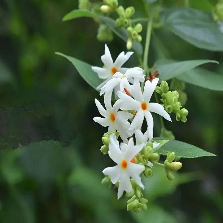 Harsingar Flower Seeds White – Heirloom, Non-GMO, High Germination Seeds