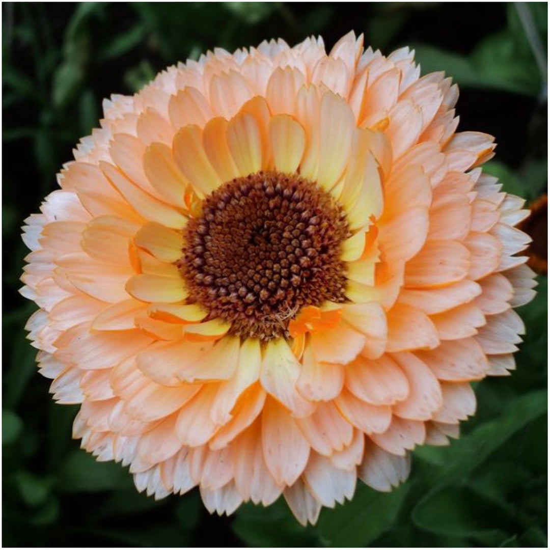pink surprise flower seeds