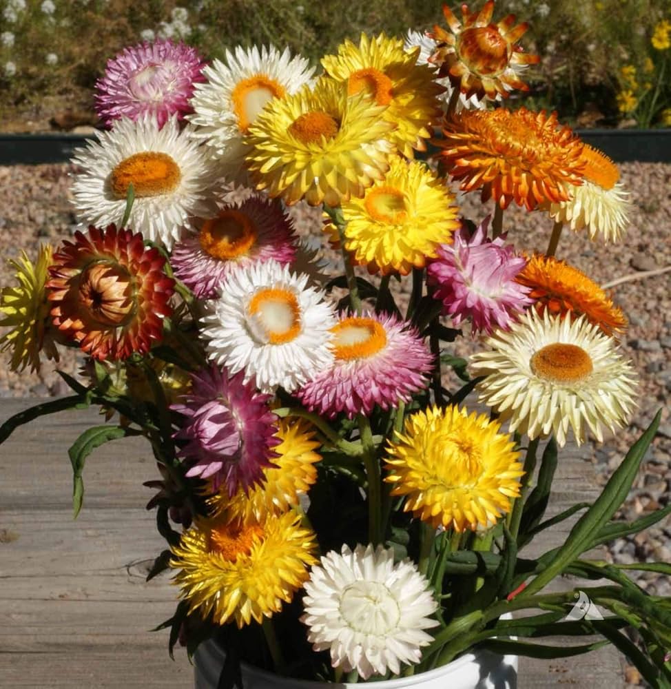 Mixed Strawflower Seeds – Heirloom, Non-GMO, High Germination Seeds