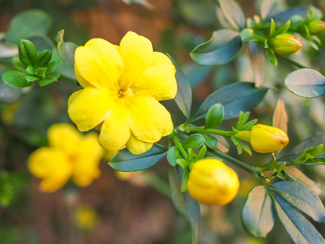 Yellow Jasmine Flower Seeds – Heirloom Non-GMO High Germination Seeds