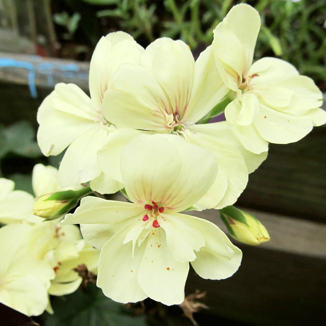 yellow rare flower seeds