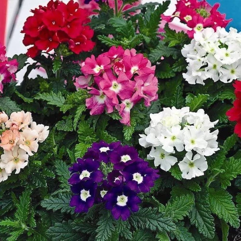 verbena mixed flower seeds