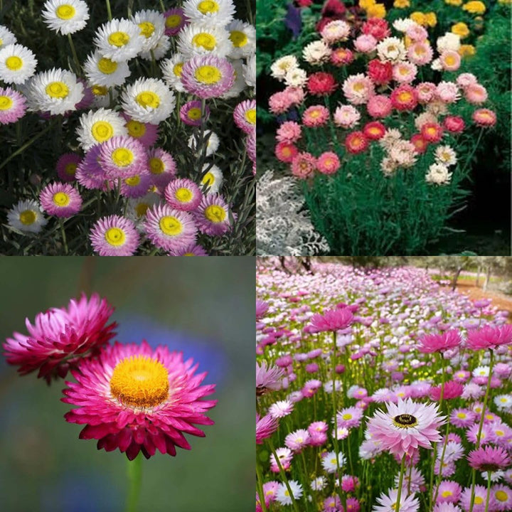 Mixed Acroclinium Flower Seeds – Heirloom, Non-GMO, High Germination Seeds