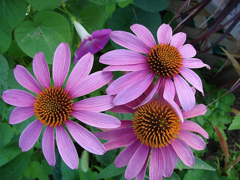 purple coneflower flower seeds