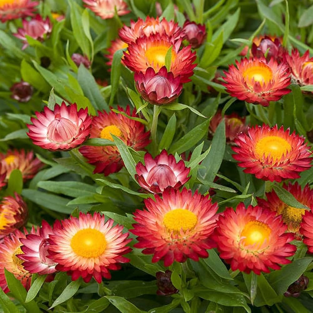 helichrysum bikini flower seeds