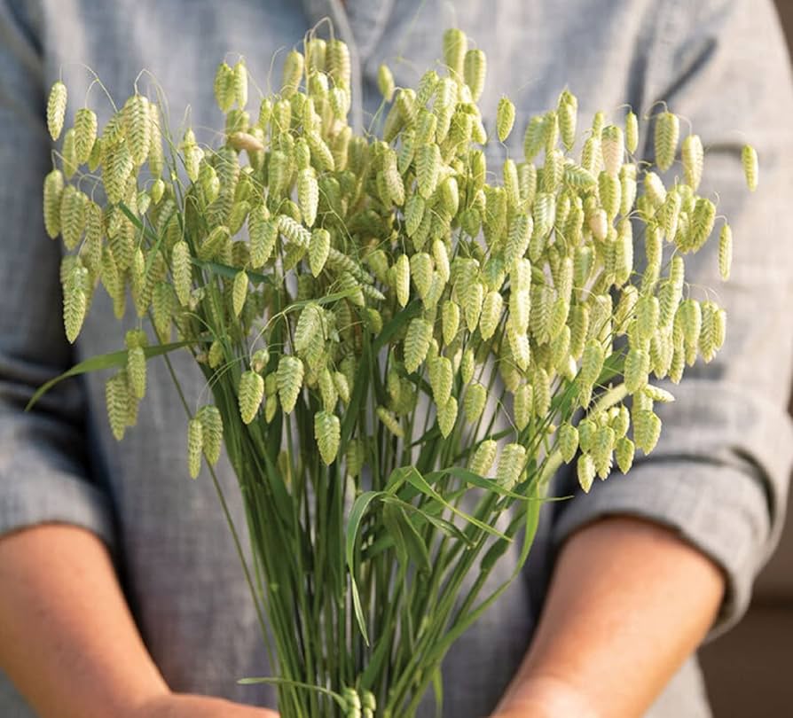 Rattlesnake Switchgrass herb seeds