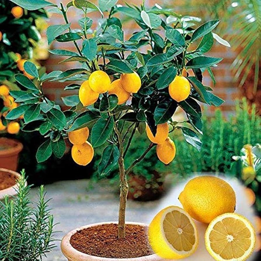 lemon tree flower seeds