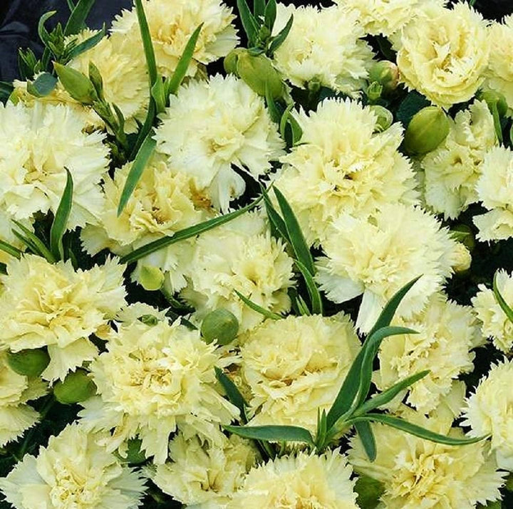 Carnation Flower Seeds Yellow – Heirloom, Non-GMO, High Germination Organic Garden Seeds